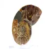 Ammonit från Madagaskar: Mineralogiprov - 2