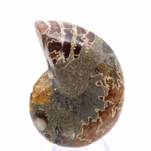 Ammonit från Madagaskar: Mineralogiprov