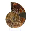 Autentisk fossiliserad ammonit: Handgjord finish - 1