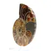 Autentisk fossiliserad ammonit: Handgjord finish - 2