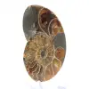 Autentisk fossiliserad ammonit: Handgjord finish - 3