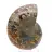 Autentisk fossiliserad ammonit: Handgjord finish