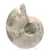 Polerad ammonit från Mahajanga: Paleontologisk skatt - 0