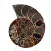 Polerad ammonit från Mahajanga: Paleontologisk skatt - 1