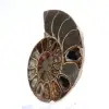 Polerad ammonit från Mahajanga: Paleontologisk skatt - 2