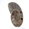 Polerad ammonit från Mahajanga: Paleontologisk skatt - 3