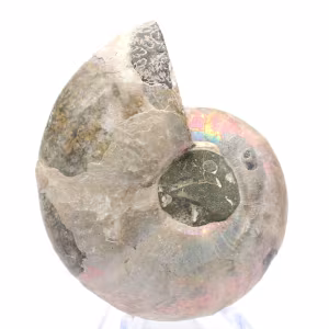 Polerad ammonit från Mahajanga: Paleontologisk skatt