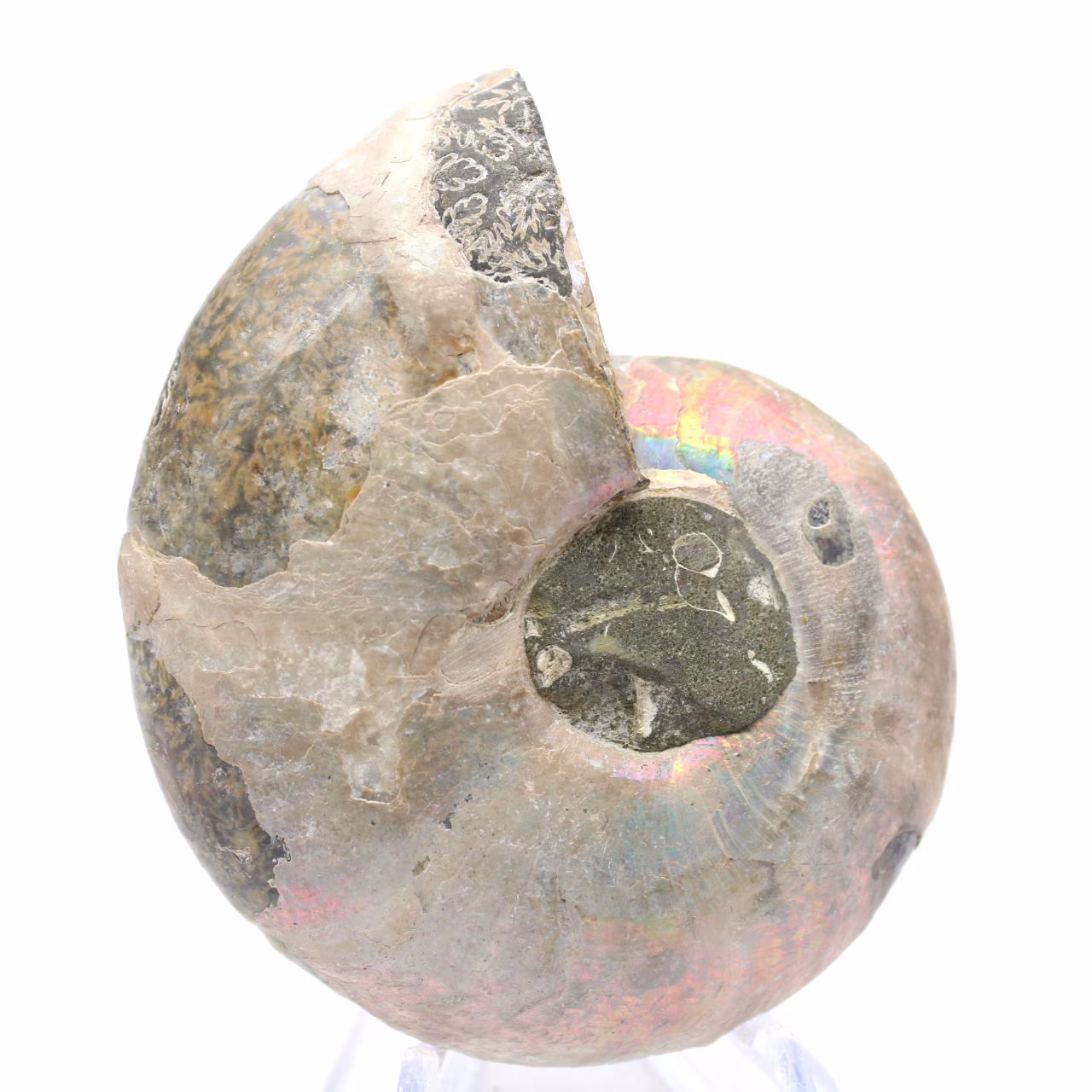 Polerad ammonit från Mahajanga: Paleontologisk skatt