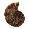 Liten ammonit från Madagaskar: Mineralrenhet - 1