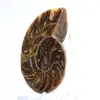 Liten ammonit från Madagaskar: Mineralrenhet - 2