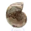 Fossil ammonit: Kontrast av naturliga texturer - 0