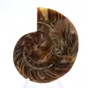 Fossil ammonit: Kontrast av naturliga texturer - 1