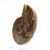 Fossil ammonit: Kontrast av naturliga texturer - 2