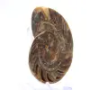 Fossil ammonit: Kontrast av naturliga texturer - 3