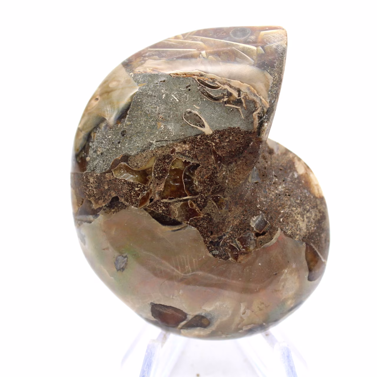 Fossil ammonit: Kontrast av naturliga texturer