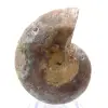 Polerad ammonitfossil: Mahajangas ljus - 0