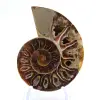 Polerad ammonitfossil: Mahajangas ljus - 1