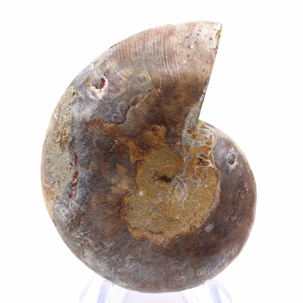 Polerad ammonitfossil: Mahajangas ljus
