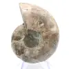 Fossiliserad bläckfisk: Dubbelsidig ammonit - 0