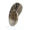 Fossiliserad bläckfisk: Dubbelsidig ammonit - 2