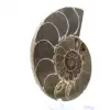 Fossiliserad bläckfisk: Dubbelsidig ammonit - 3