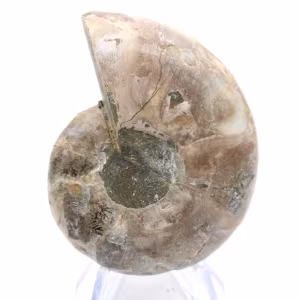 Fossiliserad bläckfisk: Dubbelsidig ammonit