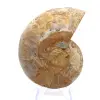 Ammonit från Mahajanga: Mineral Harmony - 0