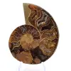 Ammonit från Mahajanga: Mineral Harmony - 1