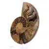 Ammonit från Mahajanga: Mineral Harmony - 3