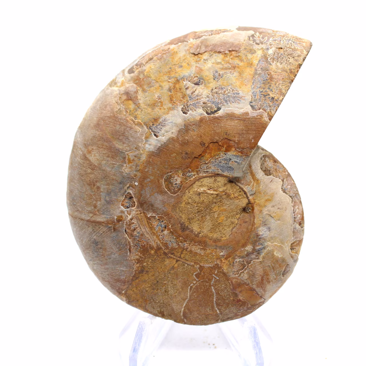 Ammonit från Mahajanga: Mineral Harmony