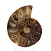 Polerad ammonitfossil: Elegans och historia - 1