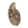 Polerad ammonitfossil: Elegans och historia - 3