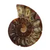 Ammonitprov: Madagaskarspiralen - 1