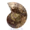Fossiliserad ammonit: Mineralprov från Madagaskar - 0