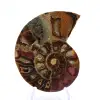 Fossiliserad ammonit: Mineralprov från Madagaskar - 1