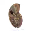 Fossiliserad ammonit: Mineralprov från Madagaskar - 2