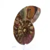 Fossiliserad ammonit: Mineralprov från Madagaskar - 3