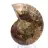 Fossiliserad ammonit: Mineralprov från Madagaskar