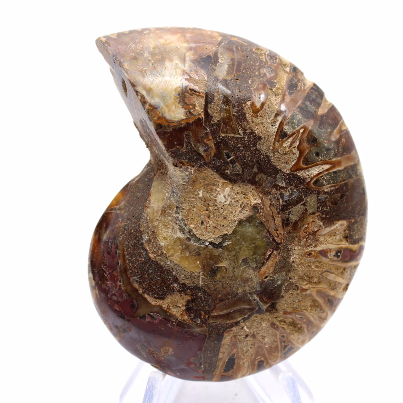 Fossiliserad ammonit: Mineralprov från Madagaskar