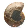 Stor ammonit från Madagaskar: Naturlig styrka - 0
