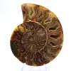 Stor ammonit från Madagaskar: Naturlig styrka - 1