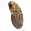 Stor ammonit från Madagaskar: Naturlig styrka - 2
