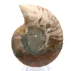 Polerad ammonit: Madagaskars marina geometri - 3