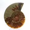 Imponerande ammonit från Madagaskar: Fossil renhet - 1