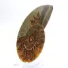 Imponerande ammonit från Madagaskar: Fossil renhet - 2