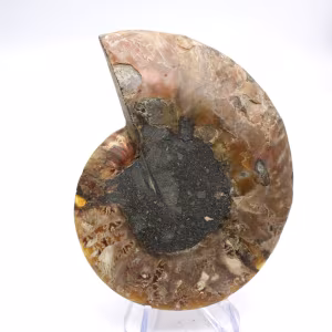 Imponerande ammonit från Madagaskar: Fossil renhet