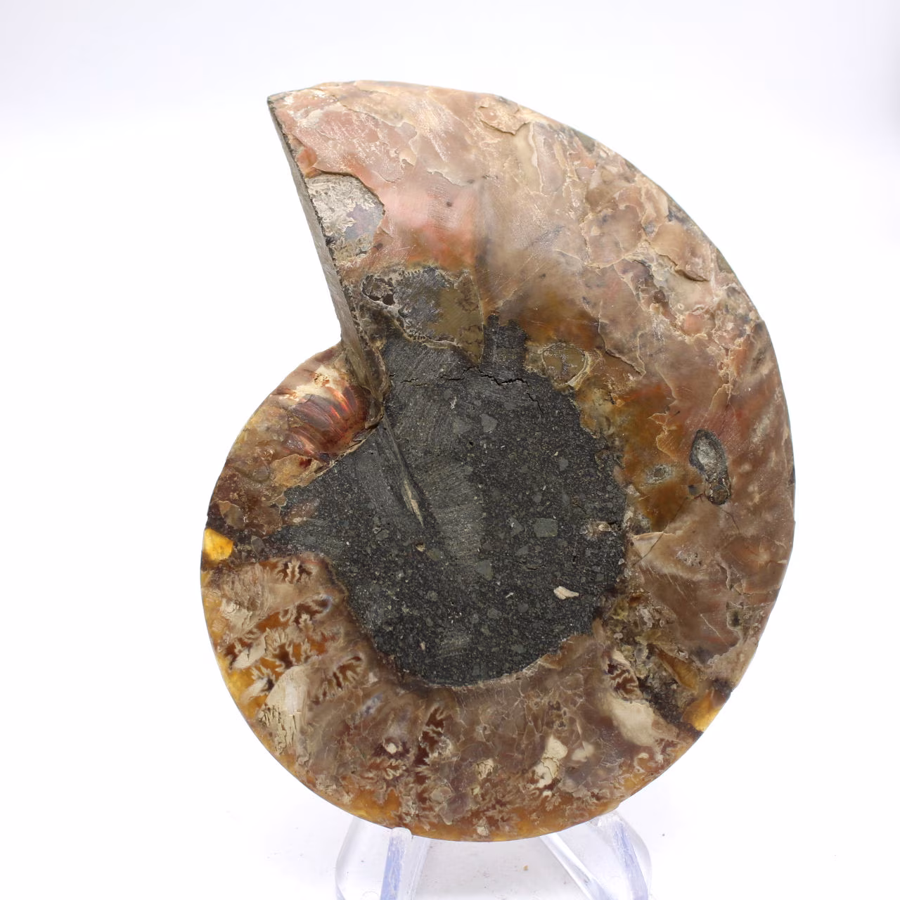 Imponerande ammonit från Madagaskar: Fossil renhet