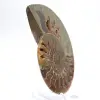 Stort ammonitprov: Madagaskars prestige - 3