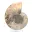 Polerad ammonit: Madagaskars marina geometri — 5