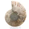 Fossil ammonit från Mahajanga: Mineralbalans - 0